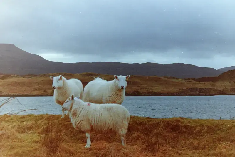 White sheep standing in a field below a dark rain-filled sky.