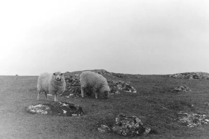 A small black-and-white flock of sheep resting in an open field.