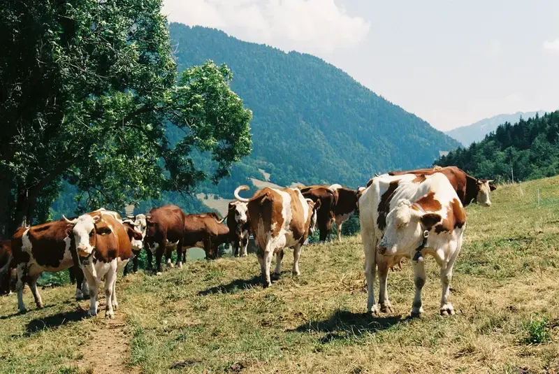 A group of brown-and-white cows standing in a green mountain pasture.