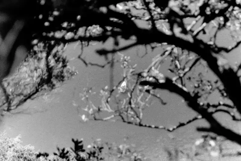 Frost-covered tree branches against a pale sky, photographed in black and white.