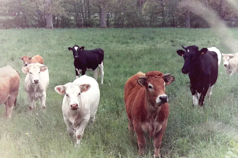 A group of cattle looking towards the camera in a green field.