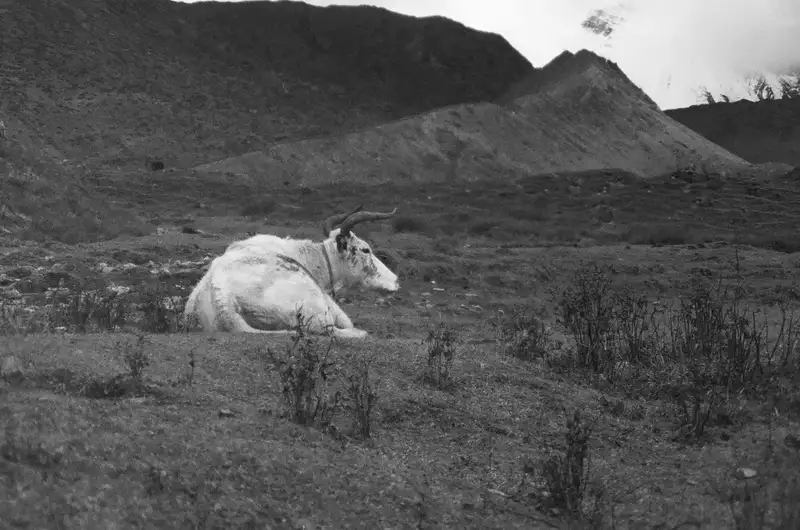 A yak resting in a mountain valley, photographed in black and white.